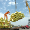Cả nước xuất khẩu hơn 4,48 triệu tấn gạo