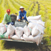 Bộ Nông nghiệp trình Thủ tướng ban hành chỉ thị về tăng cường xuất khẩu gạo trong tình hình mới