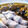 Giá gạo xuất khẩu tăng mạnh, doanh nghiệp tránh “đu đỉnh”