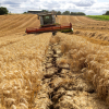 Châu Âu chia rẽ vì chuyện ngũ cốc Ukraine