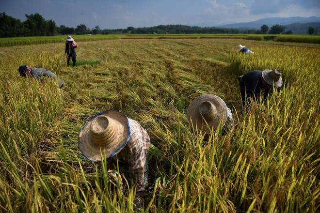 el-nino-dien-bien-phuc-tap-de-doa-nguon-cung-gao-o-dong-nam-a-3005-9401