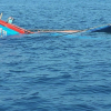 5 ngư dân Phú Yên mất tích trên biển: Phát hiện tín hiệu của tàu cá