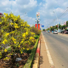 Độc đáo những con đường hoa mai ở Bà Rịa - Vũng Tàu