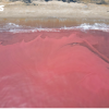 Nước biển ở Hà Tĩnh có màu đỏ do tảo nở hoa
