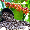 Giá cà phê tăng cao kỷ lục, đạt 124.000 đồng/kg