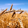 Vì sao Trung Quốc hủy hàng loạt đơn hàng lúa mì?