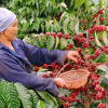 Giá cà phê Robusta và Arabica đồng loạt tăng, vì sao?