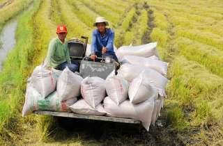 Khắc phục những điểm yếu trong xuất khẩu gạo, rau quả