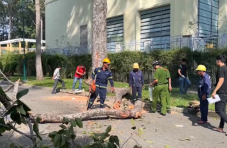 Làm rõ trách nhiệm các cá nhân, tổ chức liên quan vụ cành cây rơi làm 5 người thương vong