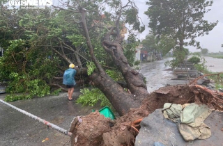 Bão Yagi quần thảo ở đất liền, hàng loạt cây lớn bật gốc, cột điện cao thế bị đổ