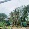 Hà Nội: Tổng lực xử lý cây xanh gãy, đổ do bão số 3