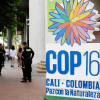 Nhiều kỳ vọng với hội nghị COP16 tại Colombia