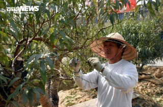 Đào vẫn đang kỳ tuốt lá, khách đã chi hàng chục triệu đồng đặt thuê