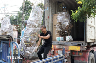 Làng mai vàng lớn nhất TP Hồ Chí Minh rộn ràng vụ Tết