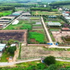 Xử lý sai phạm tại dự án rau an toàn: UBND tỉnh Bình Định ra chỉ đạo ‘nóng’