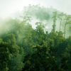 Biến CO₂ từ ngành công nghiệp rừng thành nguyên liệu nhựa thô