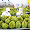 Hợp tác kinh tế, thương mại Việt Nam - Trung Quốc: Không ngừng phát triển mạnh mẽ