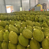 Xuất khẩu sầu riêng giảm, đâu là nguyên nhân?
