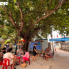 Cận cảnh cây di sản Việt Nam 150 tuổi trên hòn đảo xa nhất ở Nha Trang