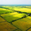 Nhà đầu tư lùng mua đất nông nghiệp, chờ thời tăng giá
