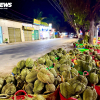 Mất mùa, mất giá, nông dân trồng sầu riêng loay hoay bài toán nhiễm độc kim loại nặng
