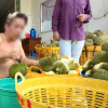 Nỗi oan sầu riêng 'nhúng thuốc'