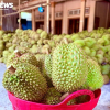 Chuyên gia 'vạch trần' cách cadimi âm thầm 'đầu độc' ngành sầu riêng