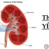 8 dấu hiệu thận yếu dễ nhận biết nhất