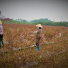 Hà Nội cho phép doanh nghiệp thuê đất để thực hiện Dự án đầu tư xây dựng hạ tầng kỹ thuật Cụm công nghiệp Hồng Hà