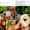 Chợ mạng rao bán vải u hồng chín sớm, giá rẻ bất ngờ