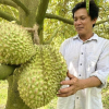 Kiểm soát chặt sầu riêng từ vườn đến xuất khẩu, xử lý hình sự nếu vi phạm nặng