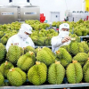 Trung Quốc thống nhất gỡ vướng xuất khẩu sầu riêng Việt Nam