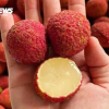 Vải không hạt Trung Quốc đổ bộ chợ Việt, giá gần 1 triệu đồng/kg