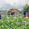 Mùa sen ở hồ Tây