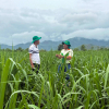 Bộ ba vàng vô cơ – hữu cơ – sinh học của Phú Mỹ - PVFCCo