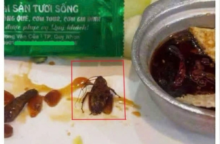 Thực khách phát hiện gián trong món ăn của một nhà hàng có tiếng tại Quy Nhơn