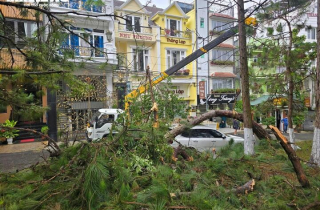 Cây xanh bật gốc đè bẹp ô tô, nhà tốc mái trong mưa lớn ở Đà Lạt
