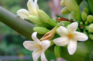 Những người cần tránh dùng hoa đu đủ đực