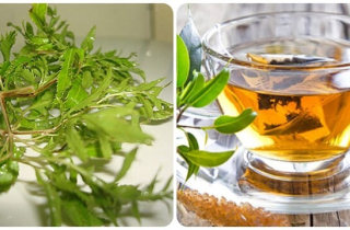 Người bị đau dạ dày có được uống nước lá đinh lăng?