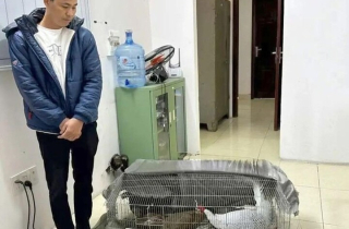 Vụ bị kết án 6 năm tù vì nuôi bán 13 con gà lôi trắng: Cán bộ Kiểm lâm Nghệ An nói gì?
