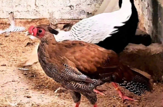 Giật mình sợ hãi trước những loài động vật được chế biến ăn uống hàng ngày trong danh sách bảo tồn đặc biệt