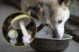 Cho chó thử độc rồi yên tâm ăn nấm dại, cả gia đình bị ngộ độc