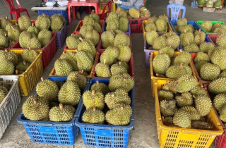 Sầu riêng rẻ chưa từng có được bán la liệt: Bài học tăng trưởng 'nóng'