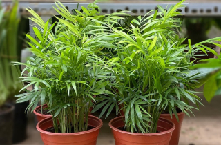 Người mệnh Mộc hợp trồng cây cảnh gì?