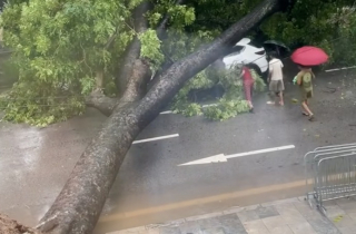 Cây xanh bật gốc, đè trúng 2 ô tô tại ngã tư Hà Nội