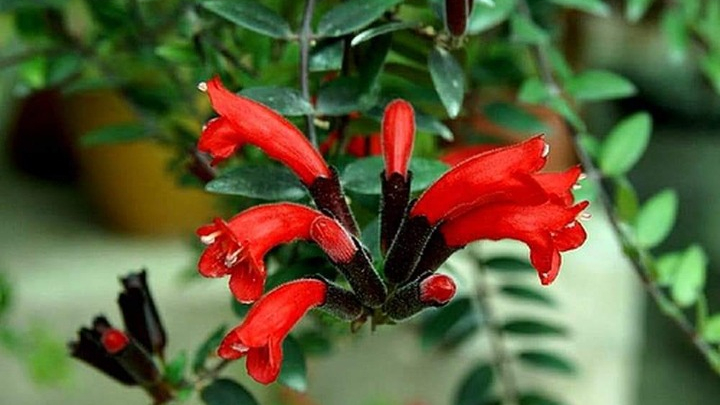 Người mệnh Hỏa hợp trồng cây cảnh gì?