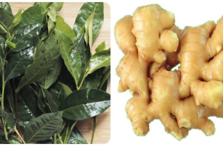 Uống nước chè xanh thêm vài lát gừng có tác dụng gì?