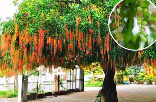 6 cây phong thủy nên trồng trước nhà