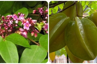 Lá khế có tác dụng gì với sức khoẻ?