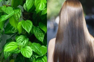 Cách gội đầu bằng nước lá trầu không giúp giảm rụng tóc